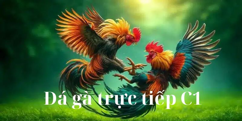 Đá Gà Trực Tiếp C1